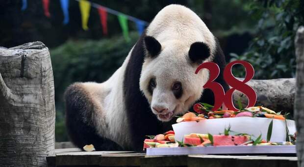 Xinxing, il panda più aziano del mondo, morto allo zoo (immag pubbl da Economic Daily, China su Fb)