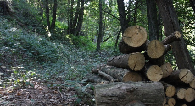 Boscaiolo colpito al petto da una pianta mentre fa legna: è grave