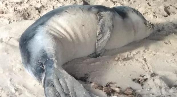 Dal Salento alle spiagge del Brindisino, avvistata ancora la foca monaca: ha bisogno di aiuto