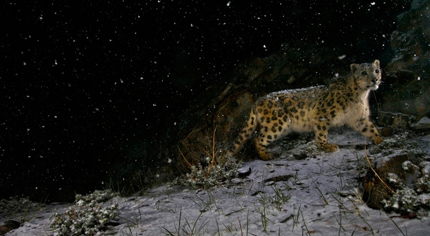 Cina, tre leopardi fuggono dallo zoo: l'allarme viene dato una settimana dopo