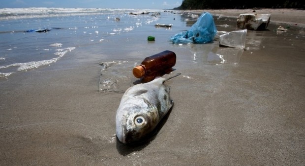 I pesci dell'Atlantico del Nord sono imbottiti di plastica
