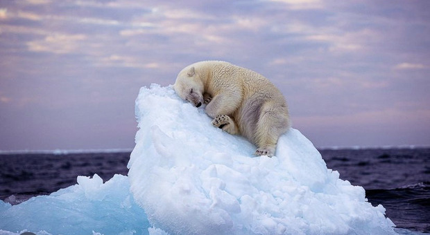 L'orso appisolato sull'iceberg è l'icona dei cambiamenti climatici, alla foto il premio Wildlife