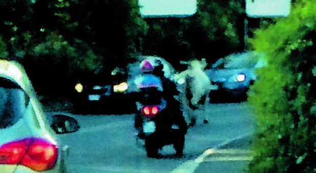 Roma, rodeo sulla Trionfale: un toro in fuga tra le macchine