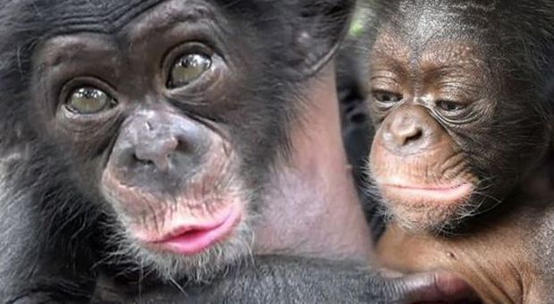 Florida, cucciola di scimpanzé abbandonata dalla madre: sarà affidata ad altre tre scimmie in uno zoo