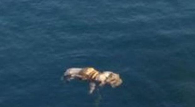 Il cadavere del cane nel porto di Salerno