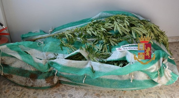 Scoperta maxi piantagione di marijuana in una serra a Massa Lubrense