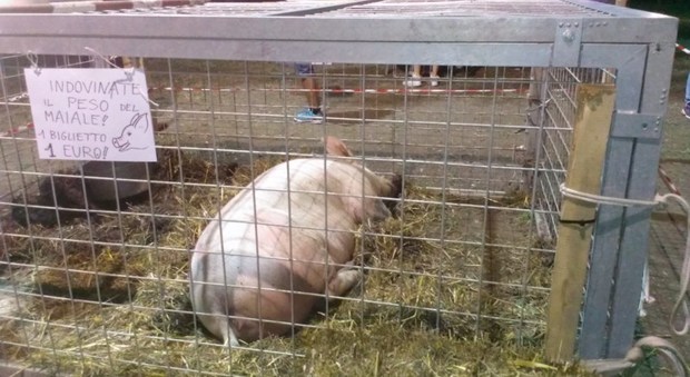 II premio della lotteria della Parrochia è un maiale: i vegani insorgono