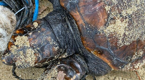 Palinuro, tartaruga Caretta caretta liberata da una rete e restituita al mare