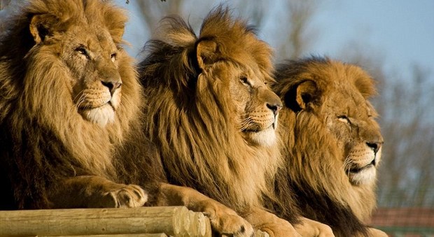 Tragedia nella riserva naturale: veterinario e assistente sbranati da tre leoni