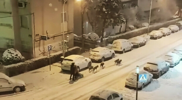 Un uomo passeggia per Madrid su una slitta trainata da alcuni cani nel bel mezzo di una storica nevicata - VIDEO