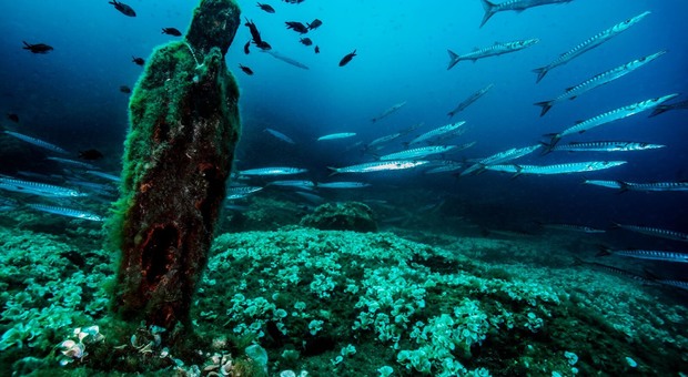 Tropicalizzazione del Mediterraneo: il barracuda diventano nostrano