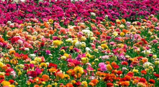 L'allarme dei floricoltori del distretto di Viareggio: «Siamo costretti a mandare al macero milioni di fiori e piante»