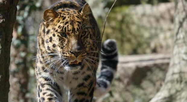 Donna si difende dall'attacco di un leopardo con un bastone - VIDEO