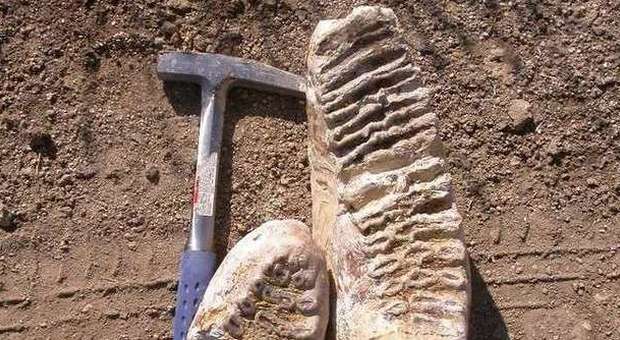 Scoperto il dente di un mammut dopo un milione di anni