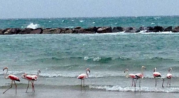 Pesaro, avvistato in spiaggia un branco di fenicotteri rosa