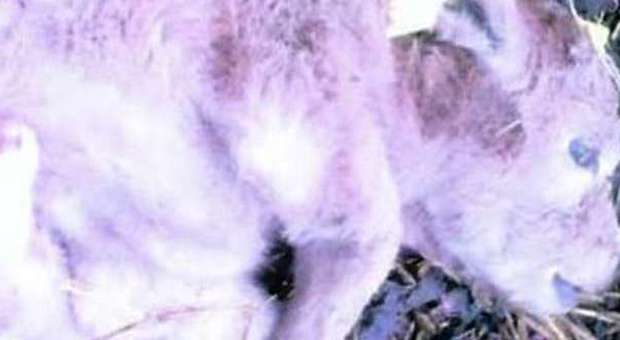 Fiumicino, caccia ai lupi: branco sbrana un vitellino, a fine novembre uccise sei manze