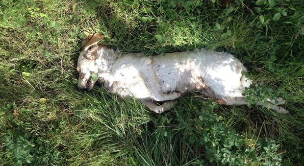 Alghero, cane chiuso in un sacco e gettato da un cavalcavia: è stato operato e adottato