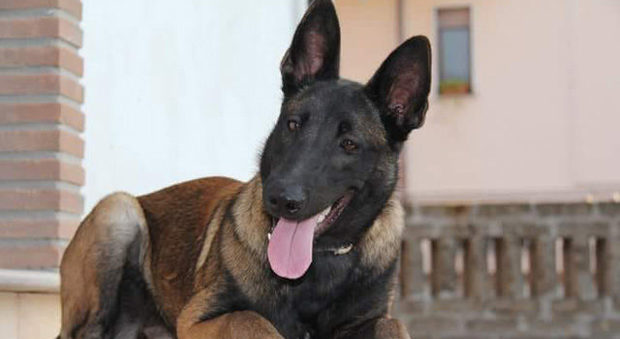 Scomparsa Raja, il cane eroe del terremoto di Ischia: salvò i fratellini sotto le macerie