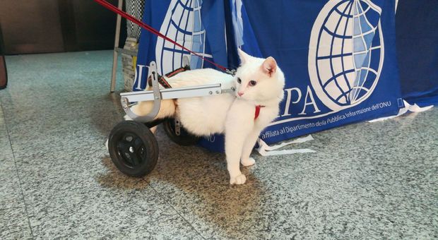 Mancano volontari, rischia di chiudere la "casa dei gatti disabili"