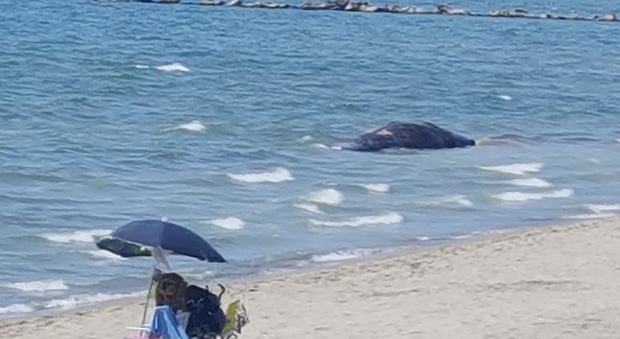 La balena spiaggiata a Castel Volturno