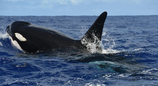 Orche di Genova, morta anche la femmina: ora si teme per il maschio