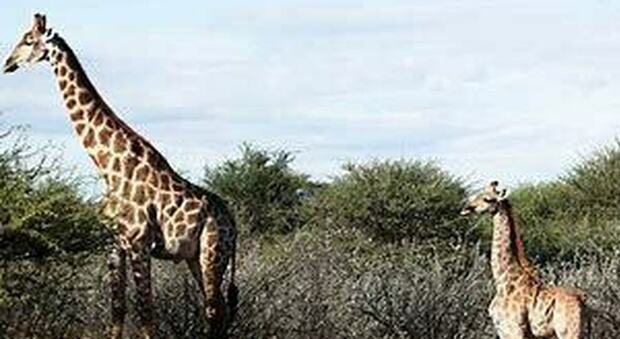 Scienziati restano sbalorditi nello scoprire le giraffe nane