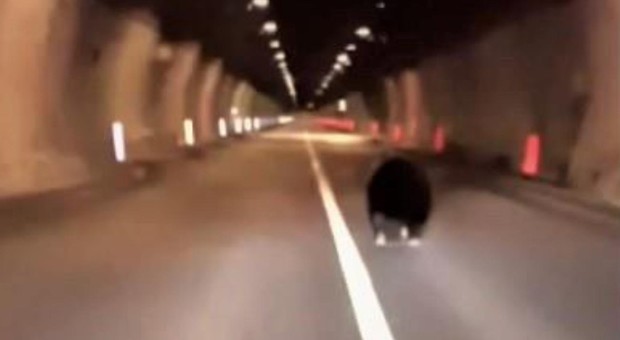 Automobilista vede orso in strada e lo scorta al sicuro
