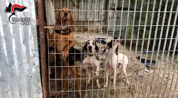 Rubavano cani di razza e li rivendevano: trovati oltre 50 animali, torturati per levare il microchip