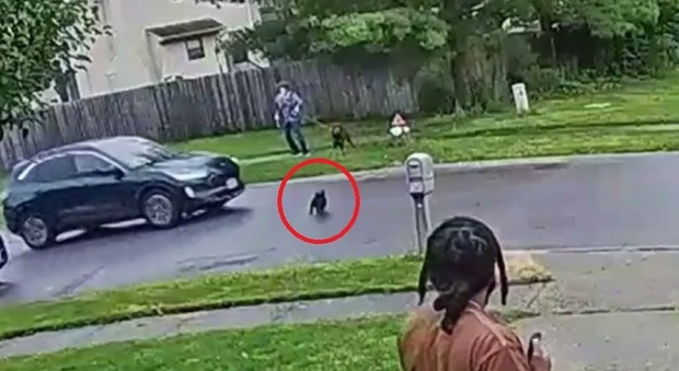 Cane corre verso la strada, mentre passa un'auto che lo travolge. Fido sta bene, ma il video è sorprendente
