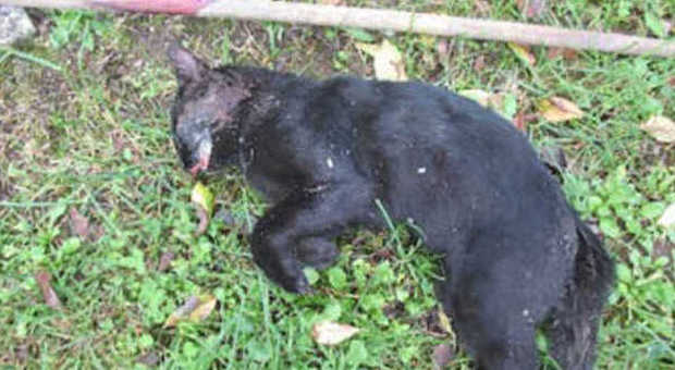 Trova gatto nero impiccato sull'uscio Probabile dispetto di un condomino