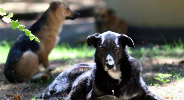 Comune di Carinaro sotto attacco degli animalisti: «Affama i cani»