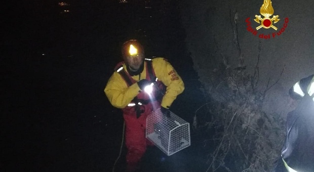 Gatta vola di notte per 20 metri nel Bacchiglione: salvata dai pompieri