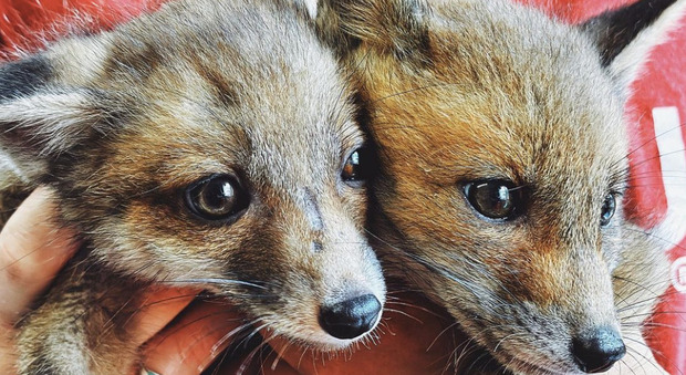 Le due volpi trovate in pieno centro abitato al Nuovo salario