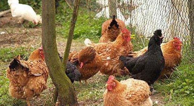 Galli e galline disturbano di notte, il Comune li sfratta: web diviso fra favorevoli e contrari