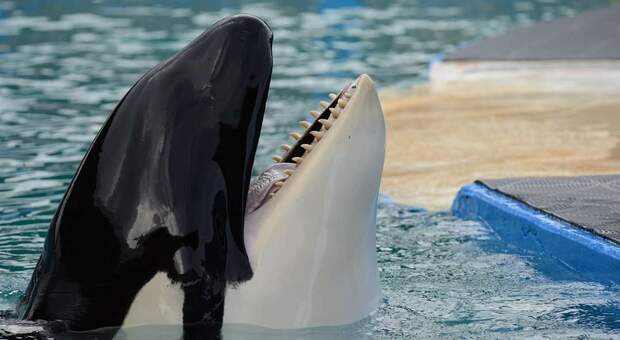 Lolita, l'orca più sola del mondo sta per morire (immag diffusa da Peta sui social)