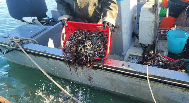 Sequestrata una tonnellata di vongole pescate abusivamente: erano ancora vive, ributtate tutte in mare