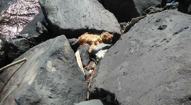 La carcassa del cagnolino abbandonata tra gli scogli: riesplode la polemica sul degrado nel Napoletano
