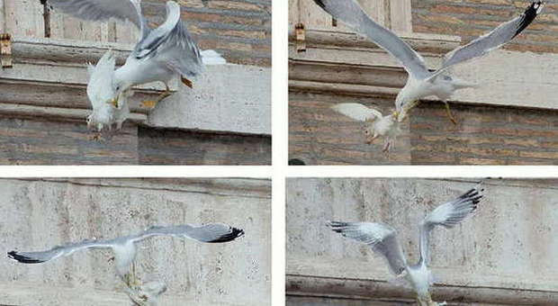 Papa Francesco libera una colomba: un corvo e un gabbiano l'aggredisco