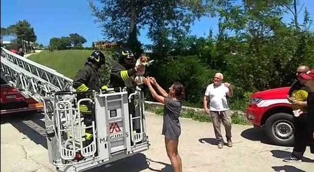 Il cane Pablo sale su un albero per 10 metri: salvato dai vigili del fuoco