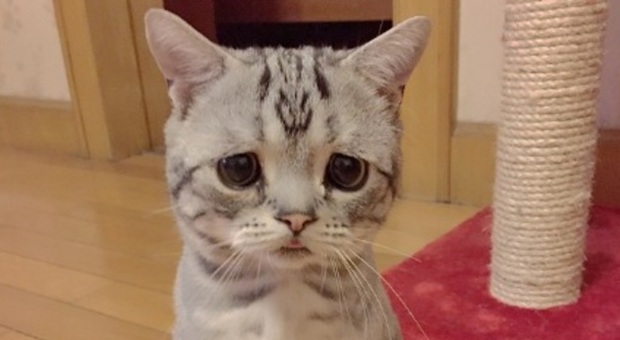 Luhu, il gatto più triste del mondo: su Instagram è una star -Guarda