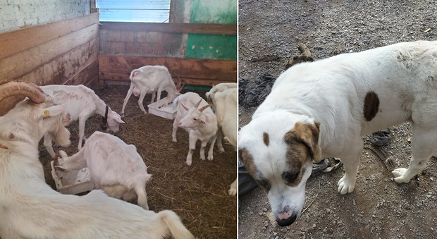 Animali maltrattati salvati da una fattoria di Trebiciano: maxi sequestro di capre, caproni e di un cane con i suoi cuccioli