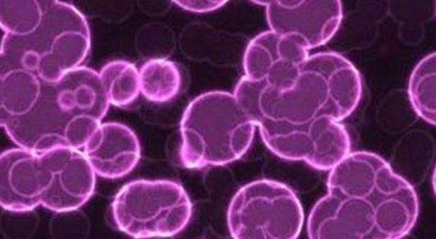 Tumore, l'allarme dei ricercatori: «Le cellule dopo chemio e radioterapia muoiono e rinascono»