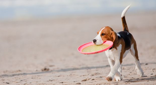 Cani in spiaggia, la denuncia dell'Aidaa: 400 multe in una settimana