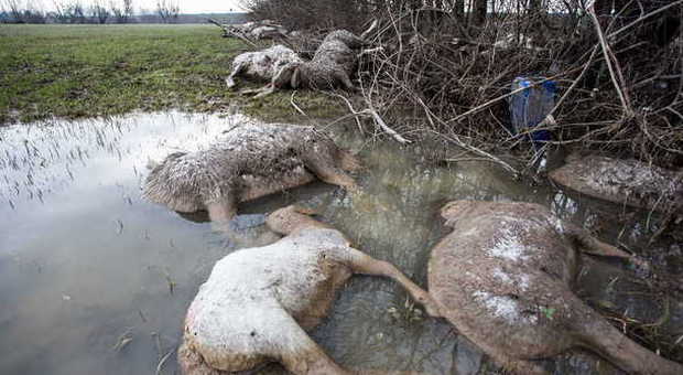 Le pecore emerse dopo il ritiro delle acque