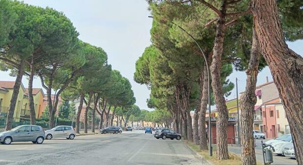 Corso Garibaldi ad Adria per il momento ancora coi suoi pini marittimi