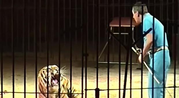 Domatore ucciso dalle tigri, cosa è successo nella gabbia. Sequestrati gli otto felini del circo Orfei