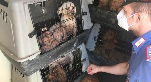 Cani di razza, allevamento abusivo scoperto dai carabinieri a Pompei