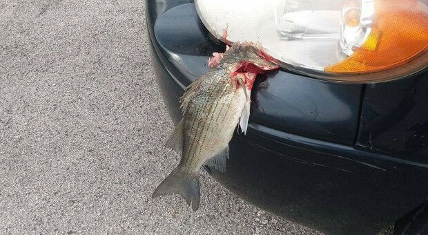 Un pesce cade dal cielo e si schianta contro un'auto in movimento - FOTO