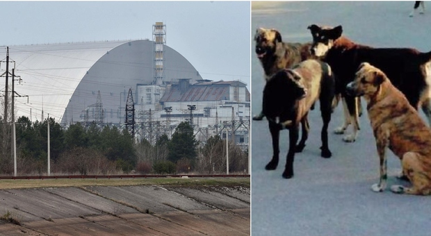 I cani di Chernobyl geneticamente modificati dalla radiazioni. Lo studio che potrebbe servire anche agli umani