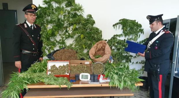 Piante di marijuana in giardino e semi nel garage: arrestato dai carabinieri